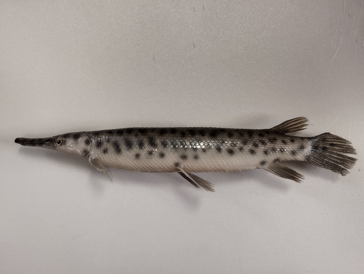 魚道部!/ 剥製師 力石眞弘 (チカライシ マサヒロ) tweet media