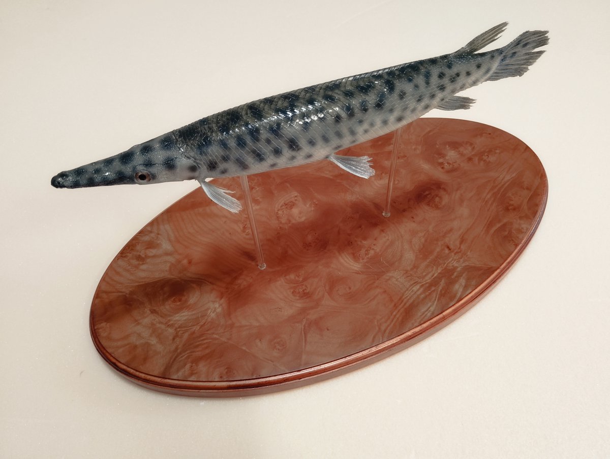 魚道部!/ 剥製師 力石眞弘 (チカライシ マサヒロ) tweet media