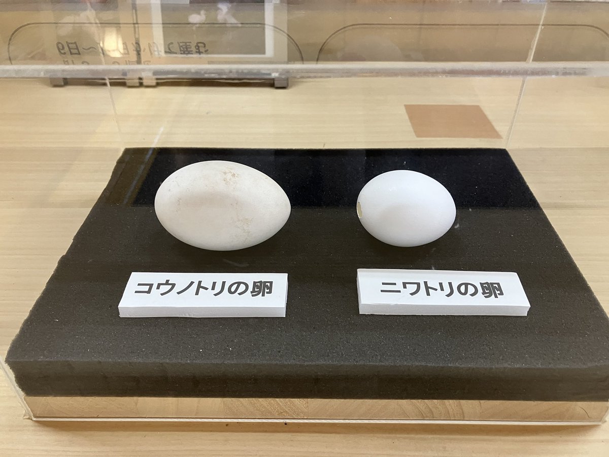 ドリトル柴田 tweet media