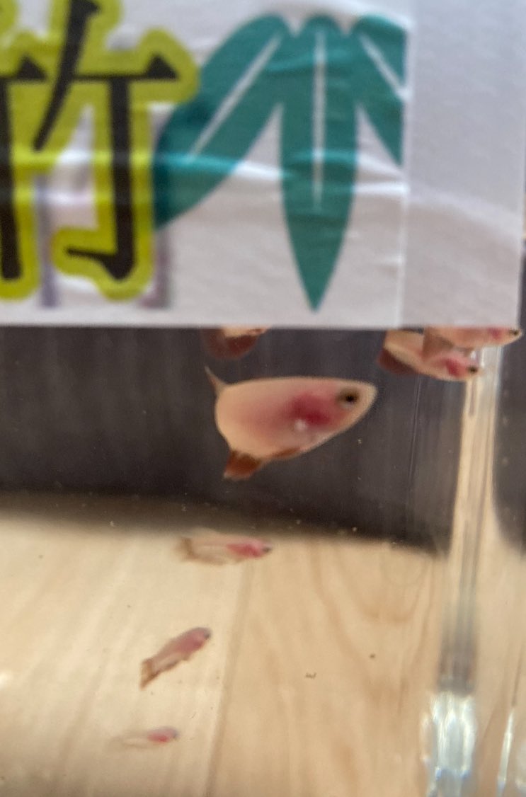 みーちゃん tweet media