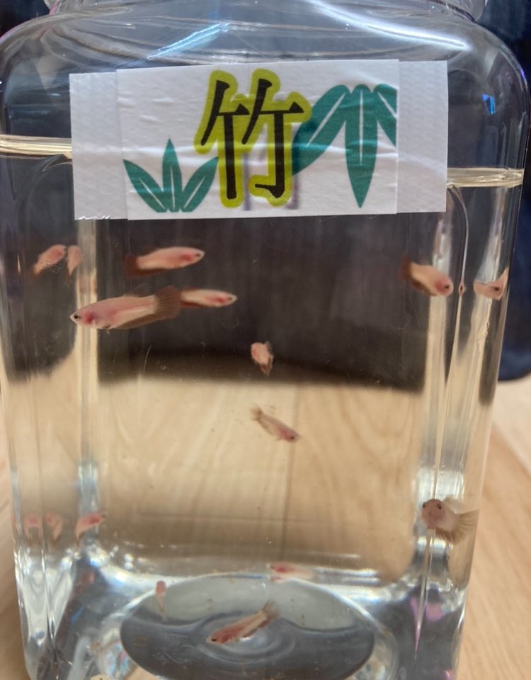 みーちゃん tweet media