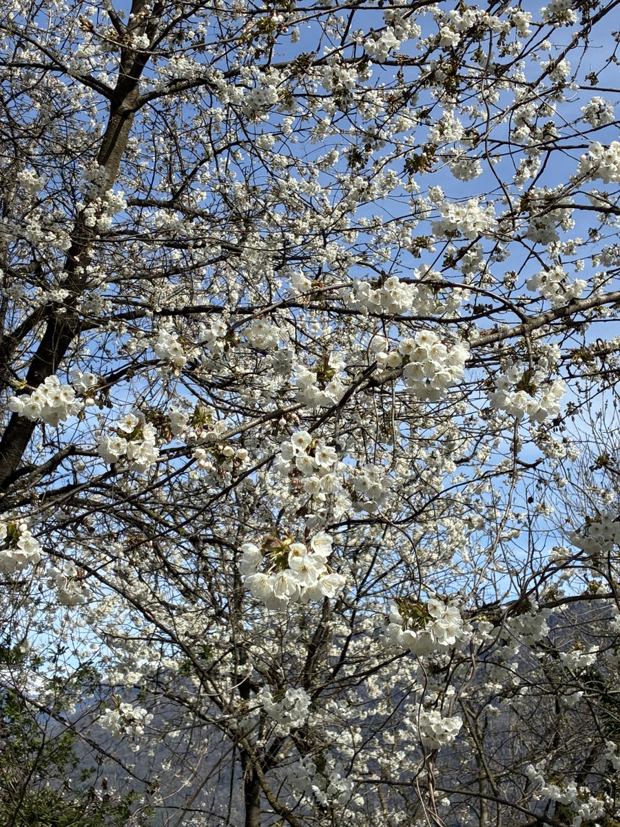 marisa biancotti tweet media