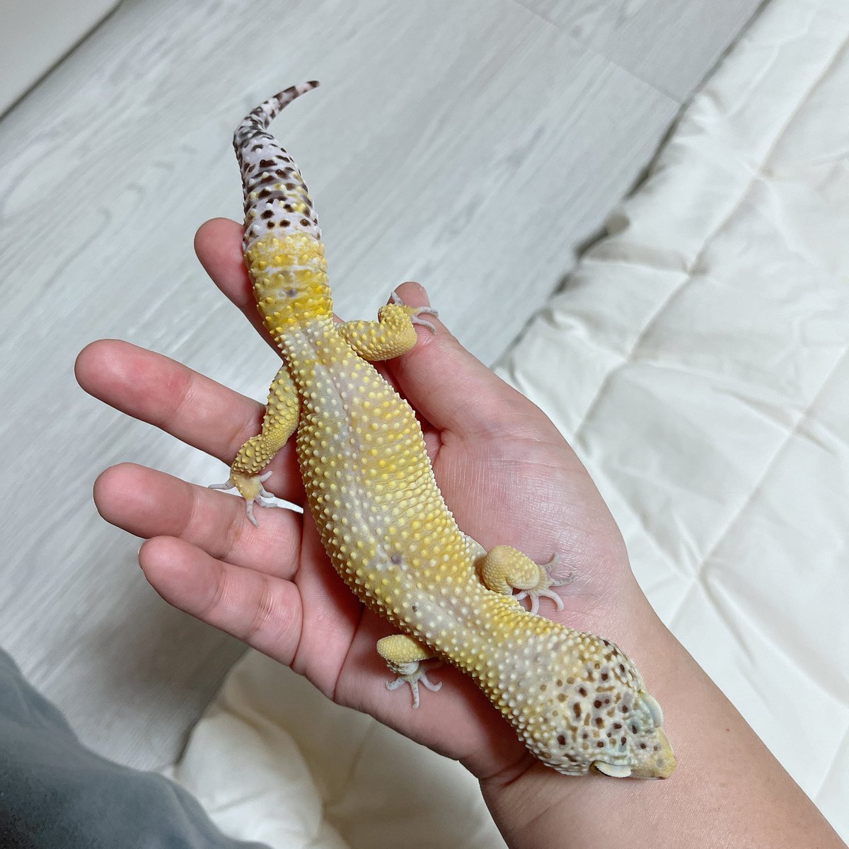 まるめ tweet media