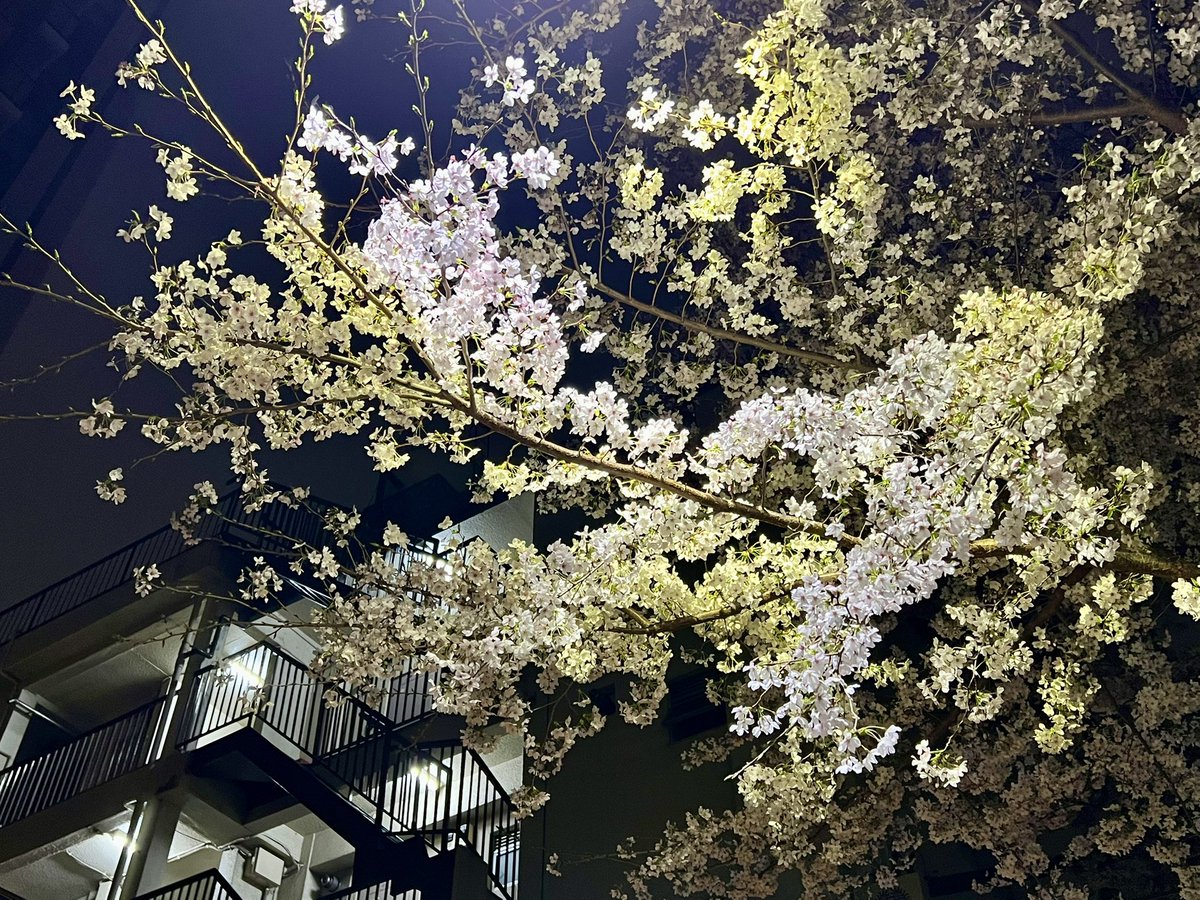 f_sense0803's tweet photo. 夜桜さんぽ https://t.co/NTNzQn6y0C