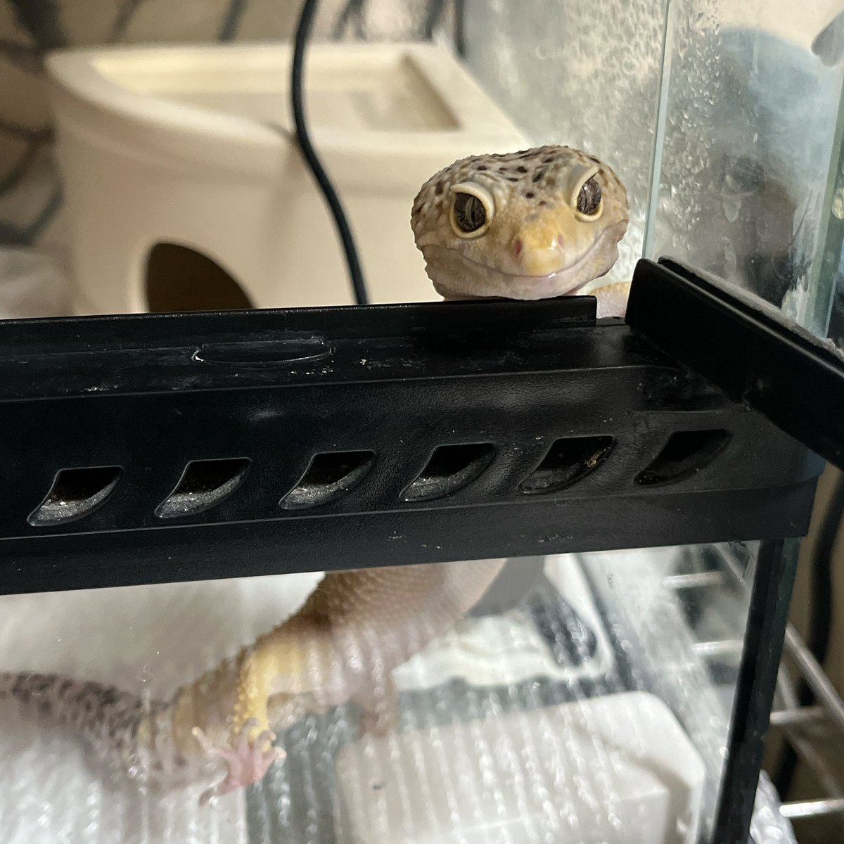 まるめ tweet media