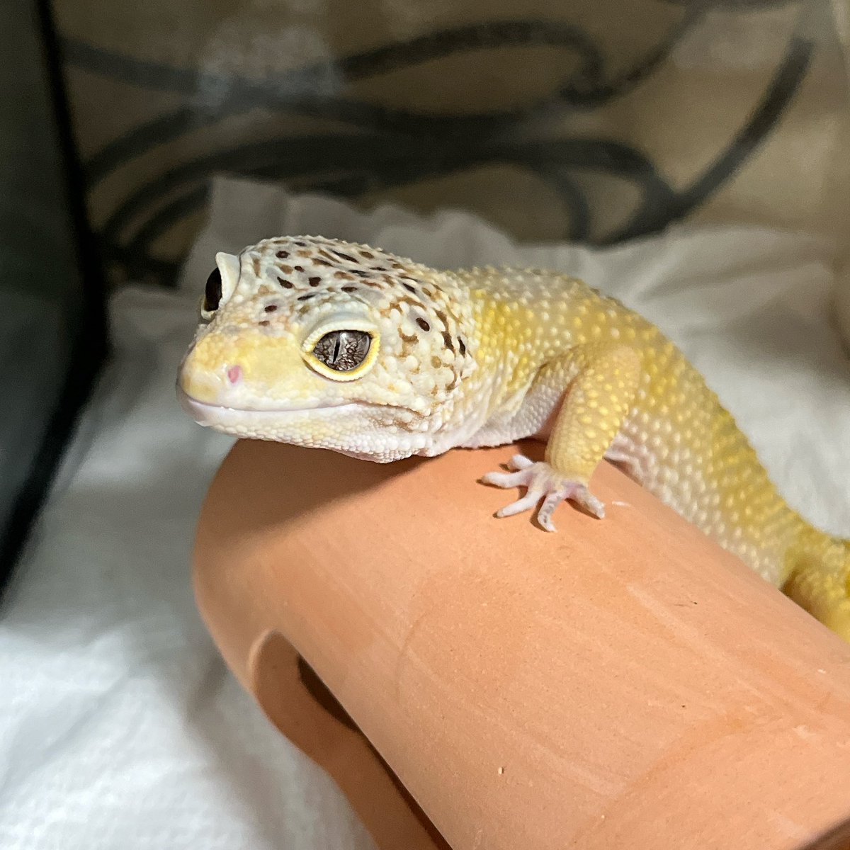 まるめ tweet media