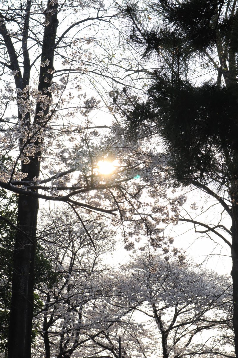 がめじゅ tweet media