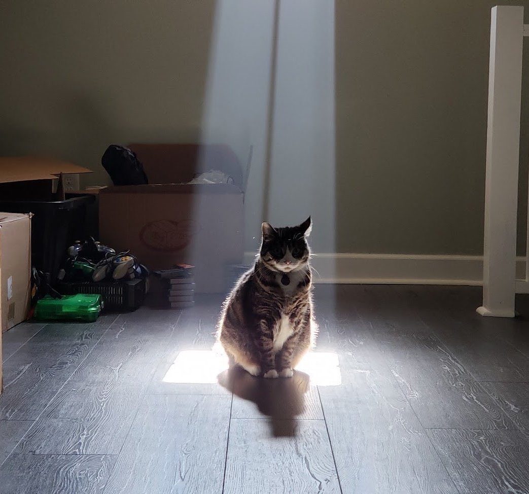 Punch Cat (@punchingcat) on Twitter photo 