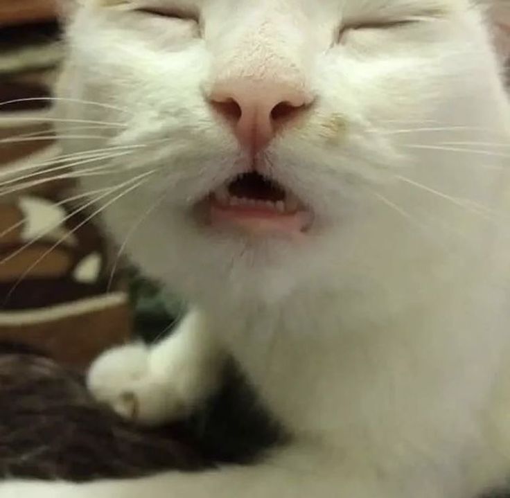 ─ ･ ｡ﾟพี่เติ้ลไม่ควรมีคนเดียว ˏˋ°•*⁀➷ Ft. ตี๋ตี๋ tweet media