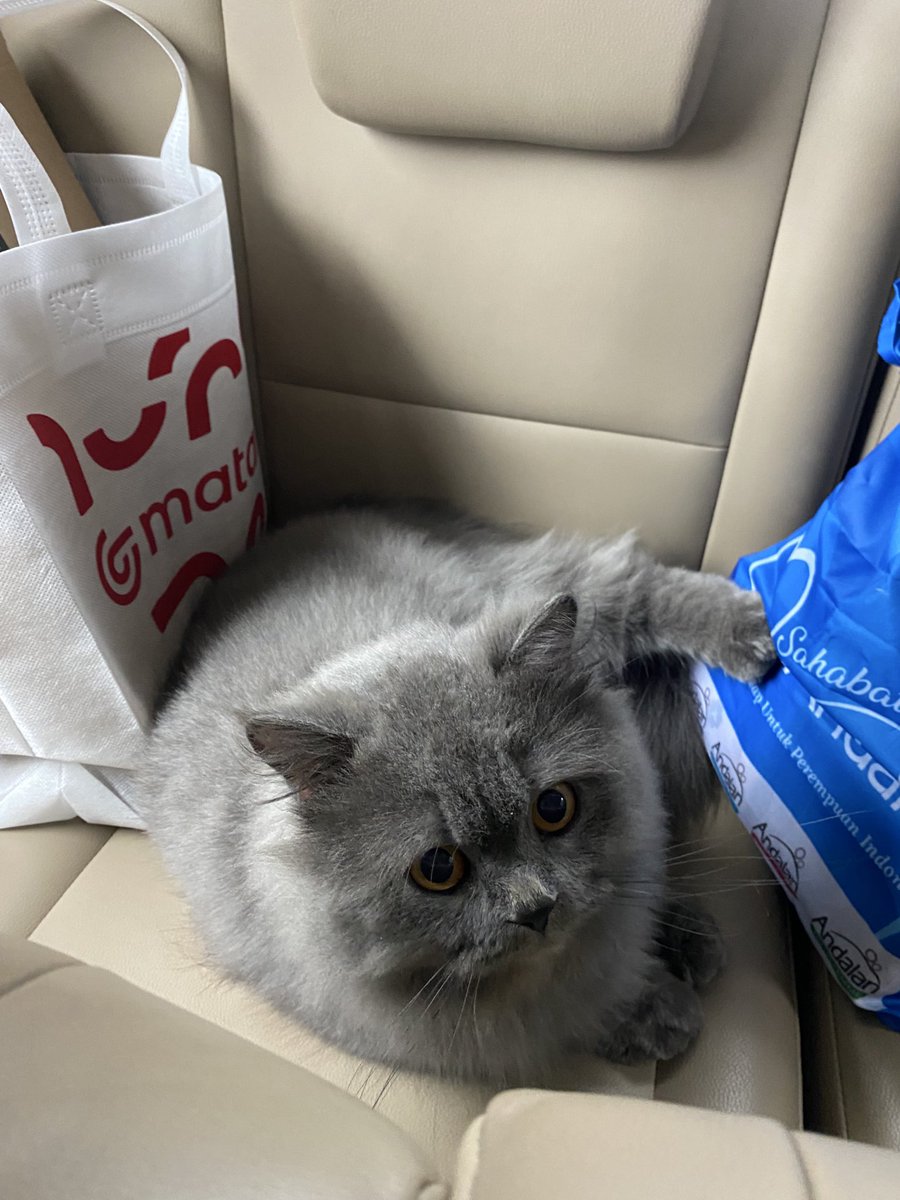 𓏲 gin 𓍯 tweet media