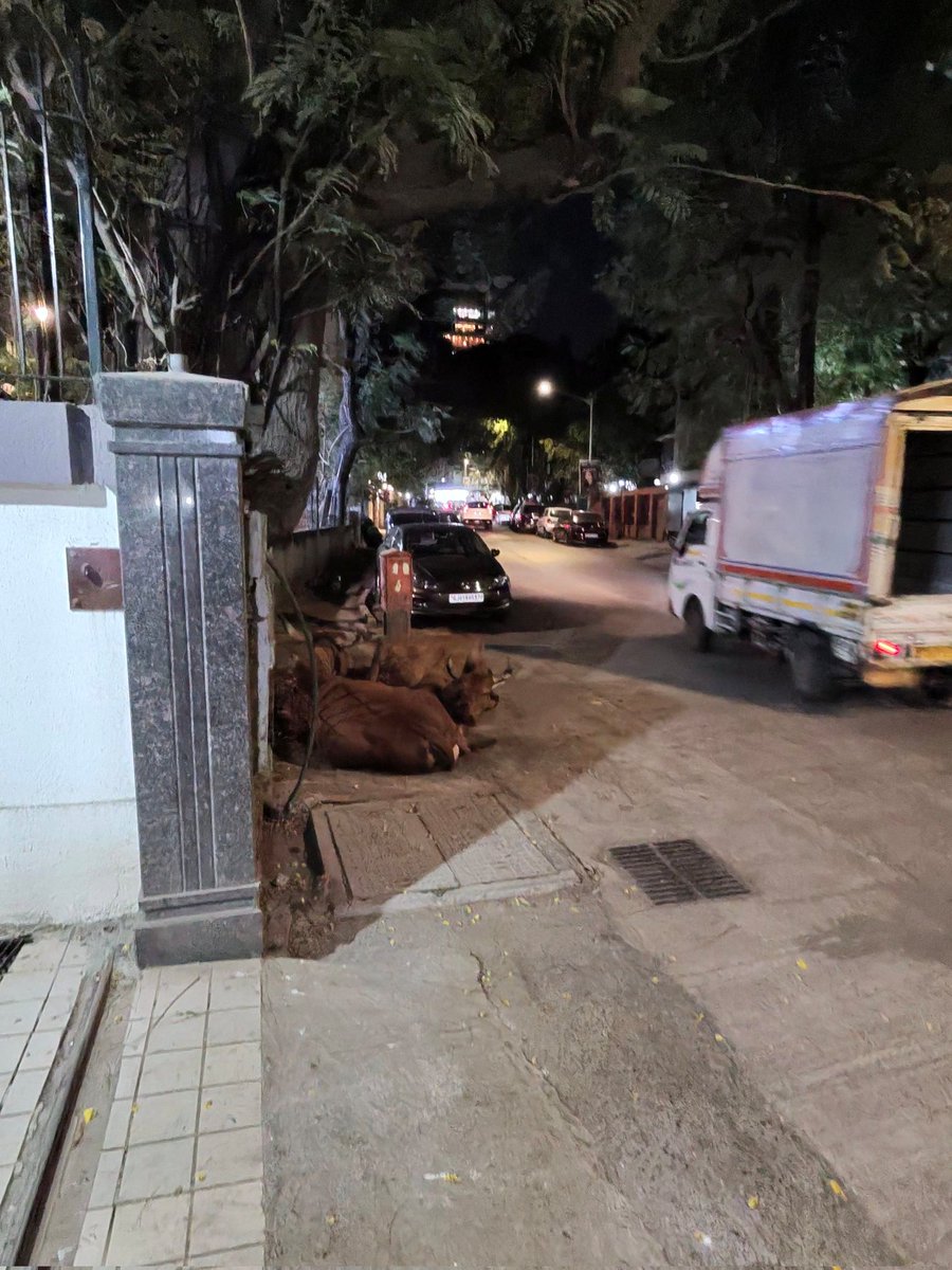 gshah00's tweet image. Animals wandering in the middle of this busy stretch are a major accident risk for commuters 
 This has become a daily occurrence with no resolution.
​Please intervene immediately! @mybmc @AsstCommHWest @MTPHereToHelp @CPMumbaiPolice #KharWest #MumbaiTraffic #PublicSafety
