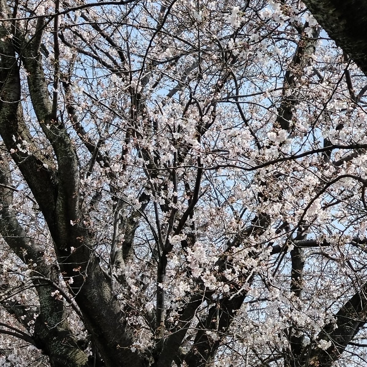 Inoue Haruo tweet media