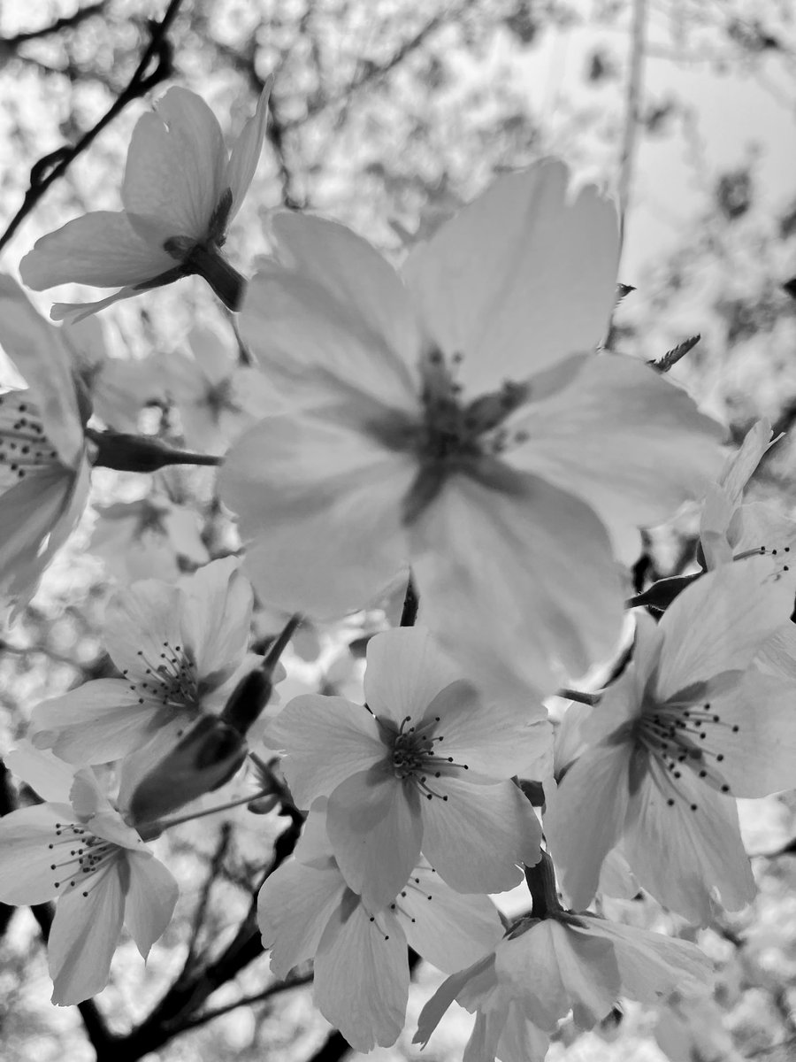 KORO_kokodayo's tweet image. アフォガードはバニラアイスが 
珈琲に「溺れて」いる様子から
名付けられたらしいですね🍨

私がたまにしたくなるのは
カフェラテに
VanillaICEのトッピング

今夜はDEZERTなカフェラテです

良い夢を🌙ᩚ✩.*˚

 #decaf
 #RebirthAffogato
 #Vanilla
 #sweetDREAM
 #CAFELatte