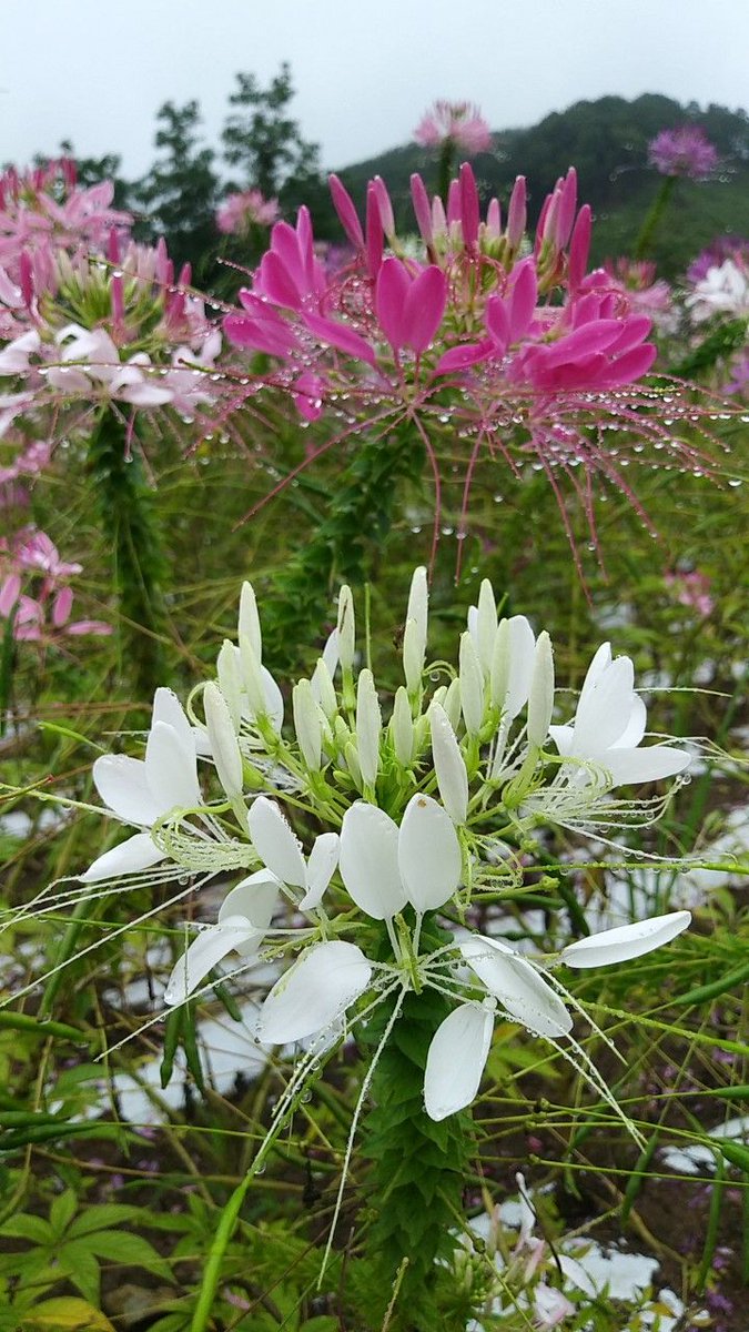 Untamed Path tweet media