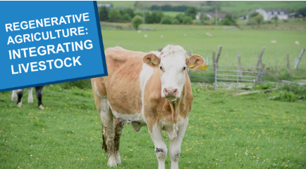 SangwaSifa's tweet photo. Integrated Livestock Farming: The Heart of Regeneration
Regenerative agriculture isn't just about plants, it’s about the integration of livestock to create a complete, closed-loop ecosystem. When we raise cattle, sheep, pigs, or chickens in harmony with the land, we move from farming to restoring.

Why Livestock?
Grazing animals are nature’s biological engineers. They help compost soil by dispersing seeds and breaking capped soil, which facilitates essential gaseous exchange.
Key Benefits:
✅Soil Vitality: Animal manure adds organic matter and boosts microbial diversity.
✅Natural Fertilizer: Enhanced nutrient cycling reduces the need for chemicals.
✅Erosion Control: Strategic trampling helps distribute plant material to protect the earth.
✅Water Resilience: Increased soil aggregation leads to better water infiltration.
✅Food Security: Provides a reliable source of protein and income for our communities.

The Secret: Managed Grazing 🔄
The magic happens through rotation. By moving livestock through different pastures, we prevent overgrazing and give plants time to recover. This creates a holistic, sustainable, and highly productive system that heals the land while feeding the people.
Regenerative agriculture is the healer. Livestock are the pulse.

#RegenerativeAgriculture #P4FP #RA_PURE #SustainableAg