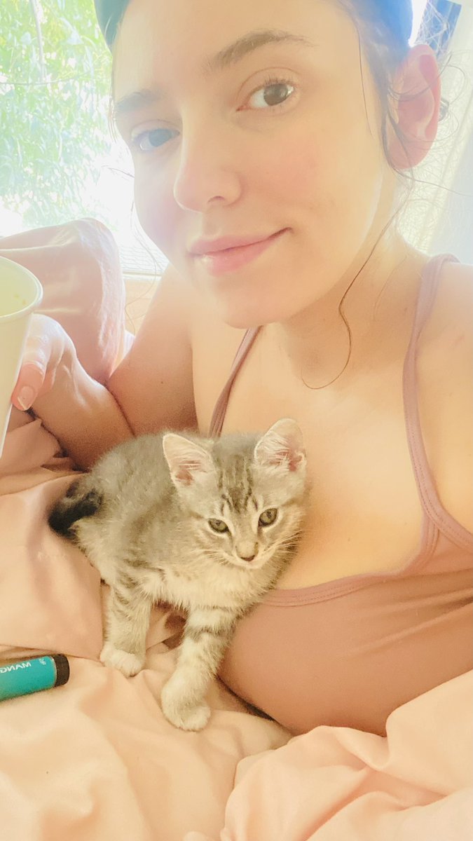 moderately amusing gay wolf tweet media