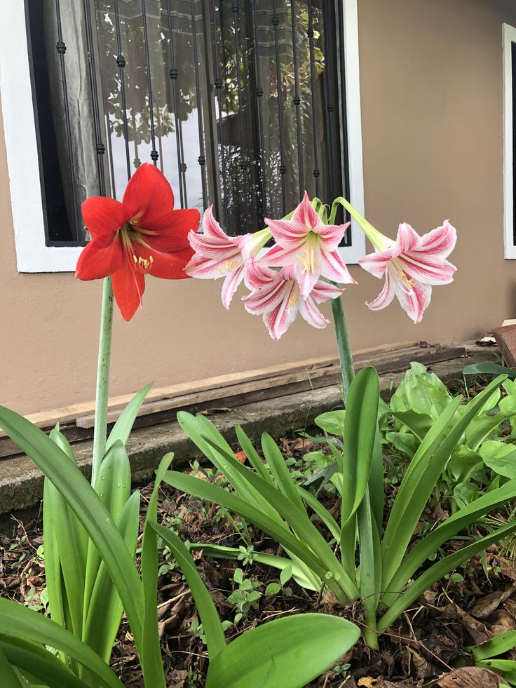 Naturepathway's tweet image. Silent songs, sung in color.  

SilentSymphony #PetalPoetry #NatureNotes