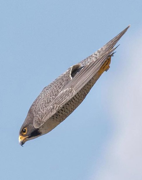 NFL Fashion Advice tweet media