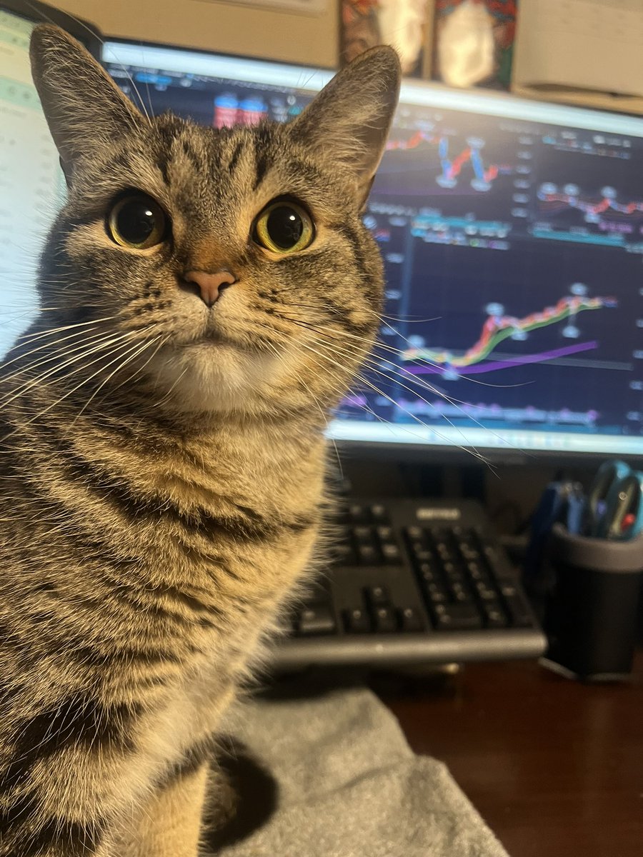 キジトラのレイちゃん tweet media