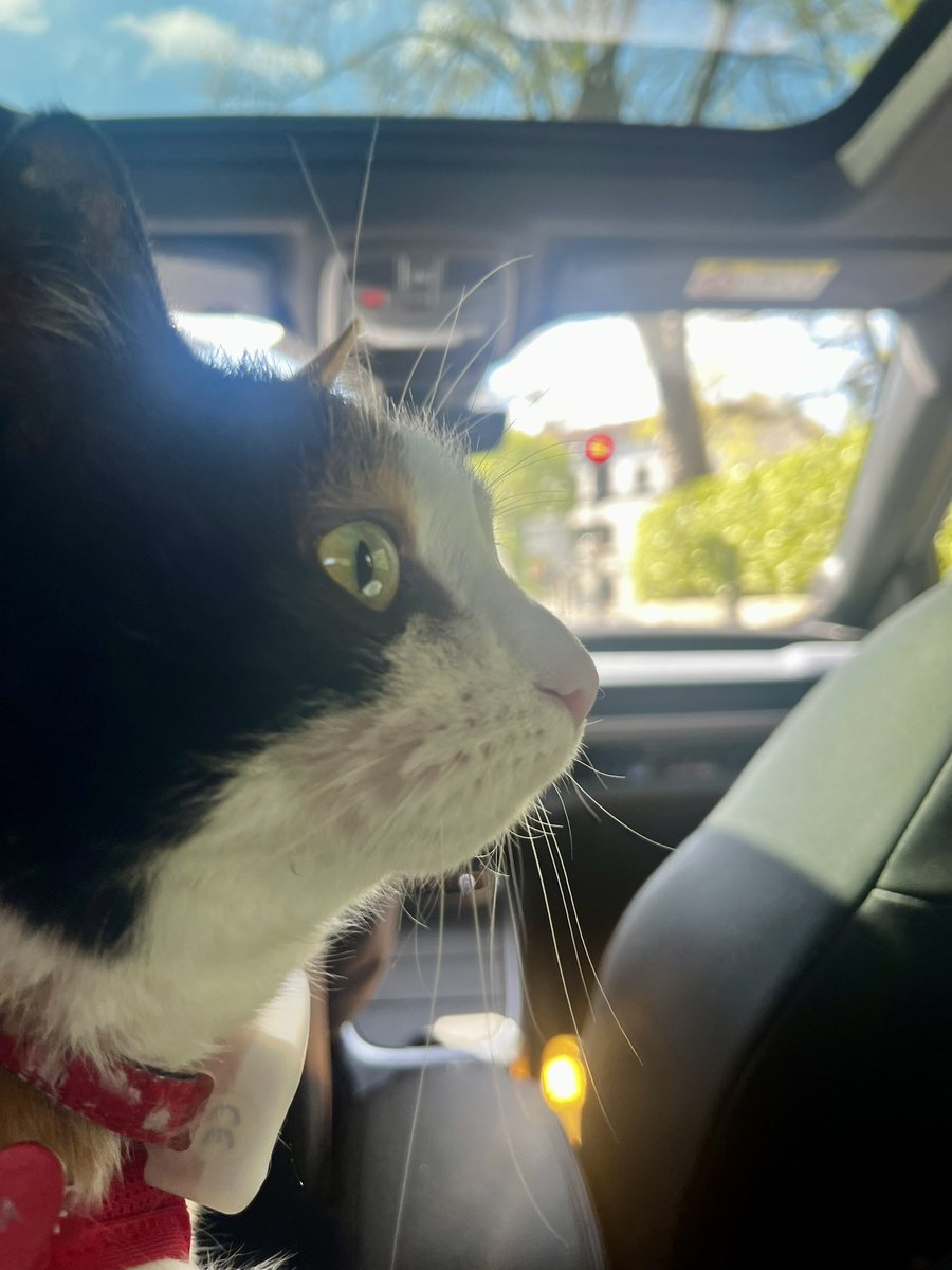 🎀titePrincessMiya🐾🌺🐈‍⬛🧡🚜 tweet media