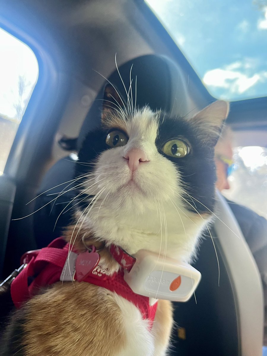 🎀titePrincessMiya🐾🌺🐈‍⬛🧡🚜 tweet media