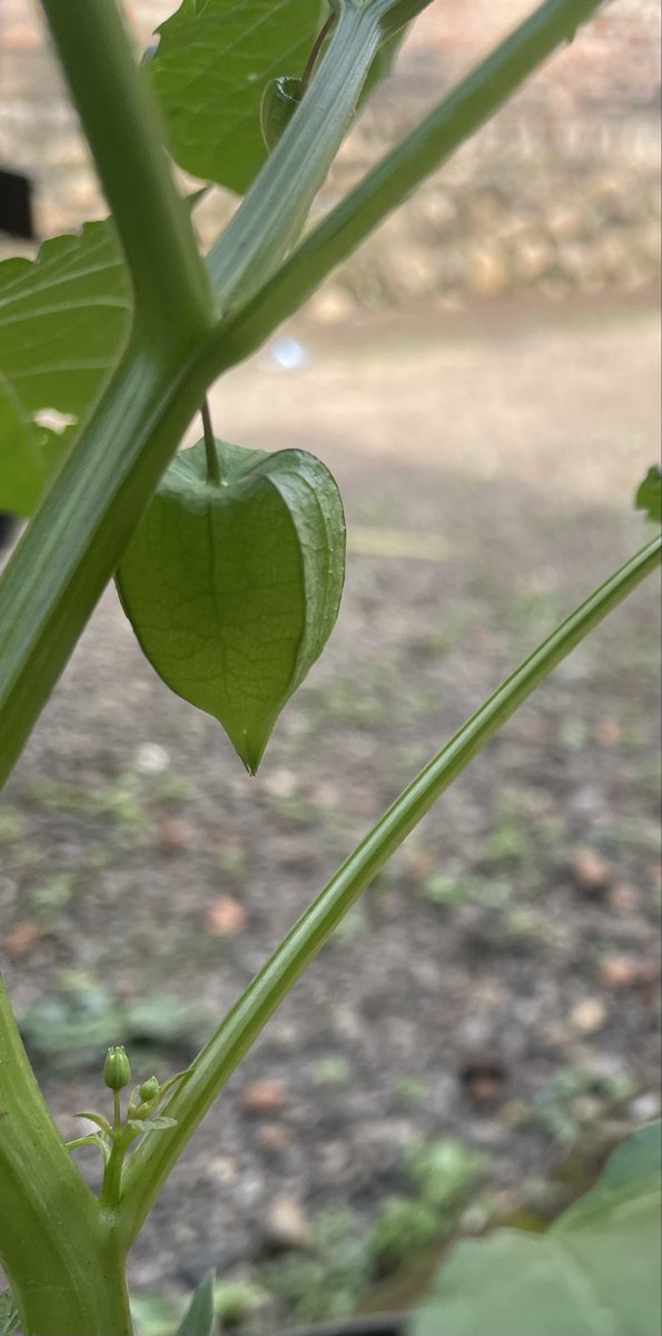 shillman2024's tweet photo. Look at these gorgeous natural laperterns! 😍 The Lantern Fruit (Physalis angulata) is truly a botanical wonder. Nature’s way of gifting us pre-wrapped treats that are both beautiful and sweet. Can't wait for them to ripen! 💚🙌 #LanternFruit #Physalis #WildTomatillo #BotanicalBeauty #NatureArt