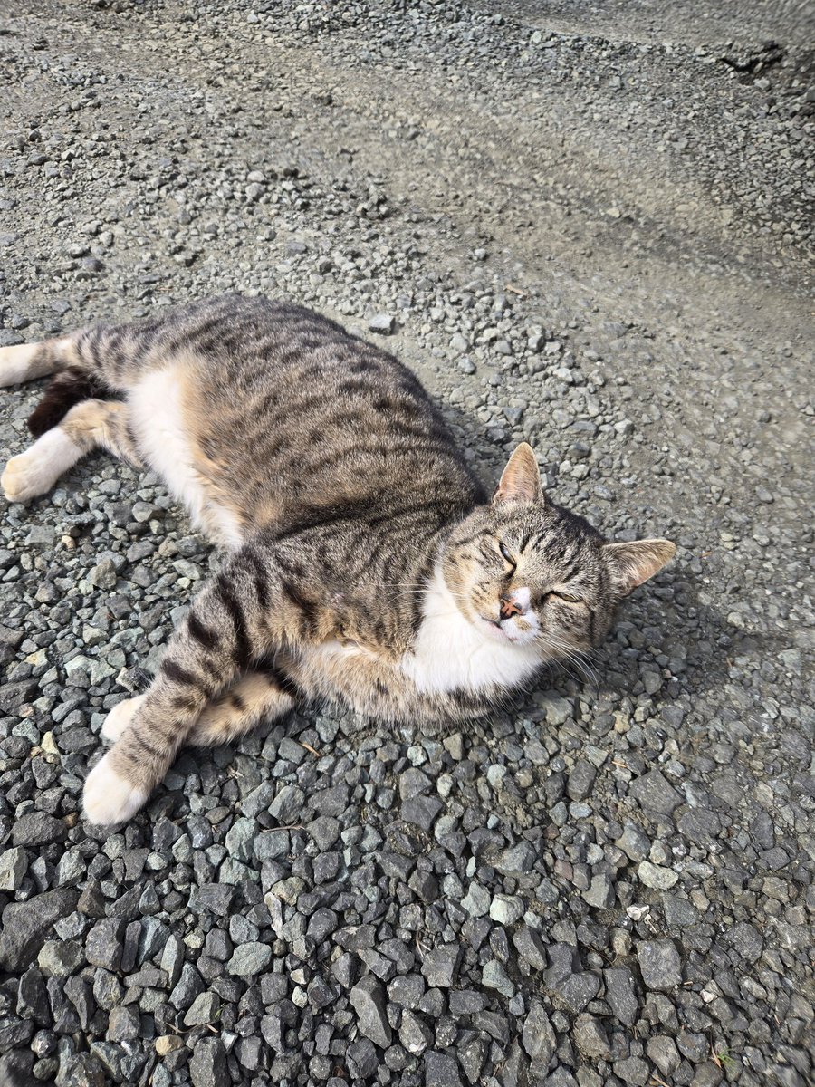 Msedawn320's tweet photo. @SimonsCat Socks enjoying a Spring #Caturday https://t.co/BgqAn9slDx
