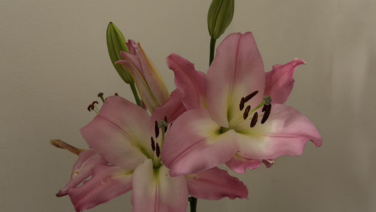 نُور | 👩🏻‍🎓 tweet media