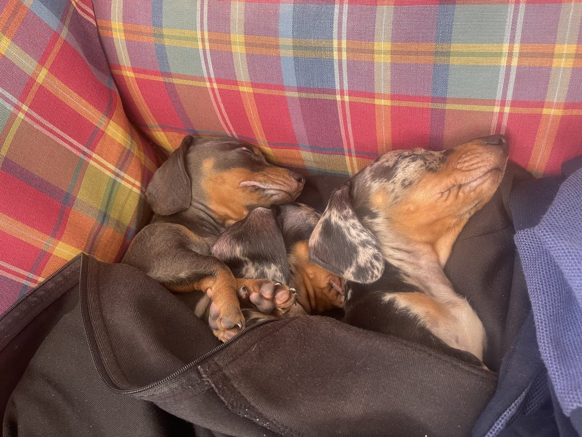 ɒi|ɒƚiV ɒibi⅃ 🚨 tweet media