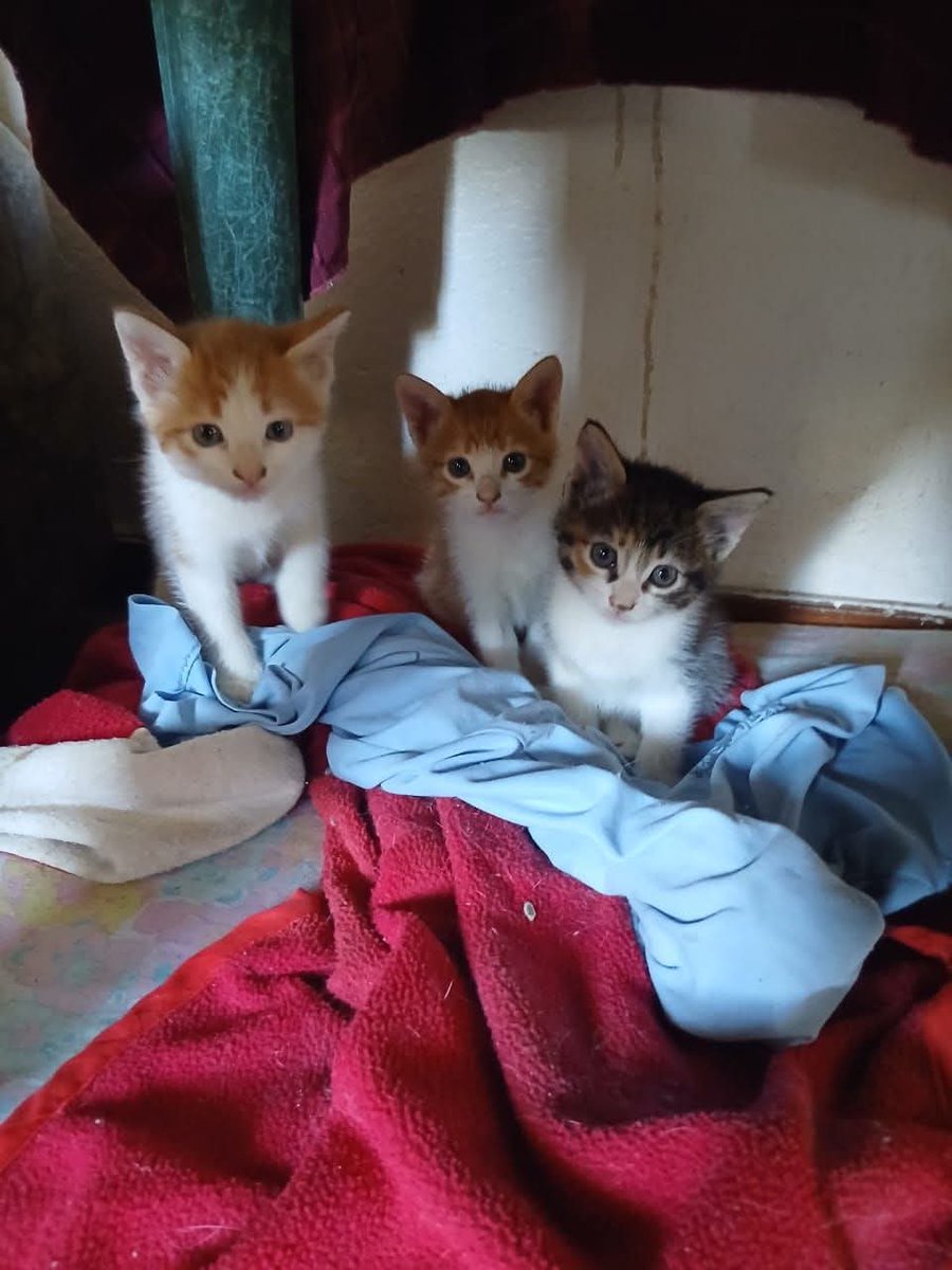 Hermosas gatitas buscan un  hogar dónde las protejan y las amen mucho, tienen 1 mes y medio de nacidas, ya comen gatarina, hacen sus necesidades en su arenero, se encuentran Caracas. Interesados comunicarse al 04143025411