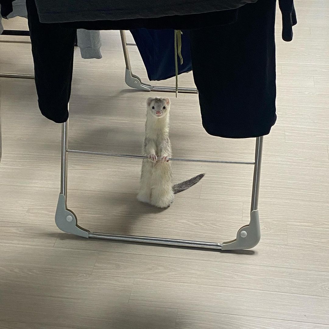 Ferret Every Hour tweet media