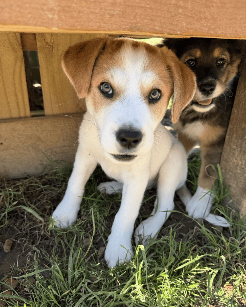 Memphis Humane Society tweet media