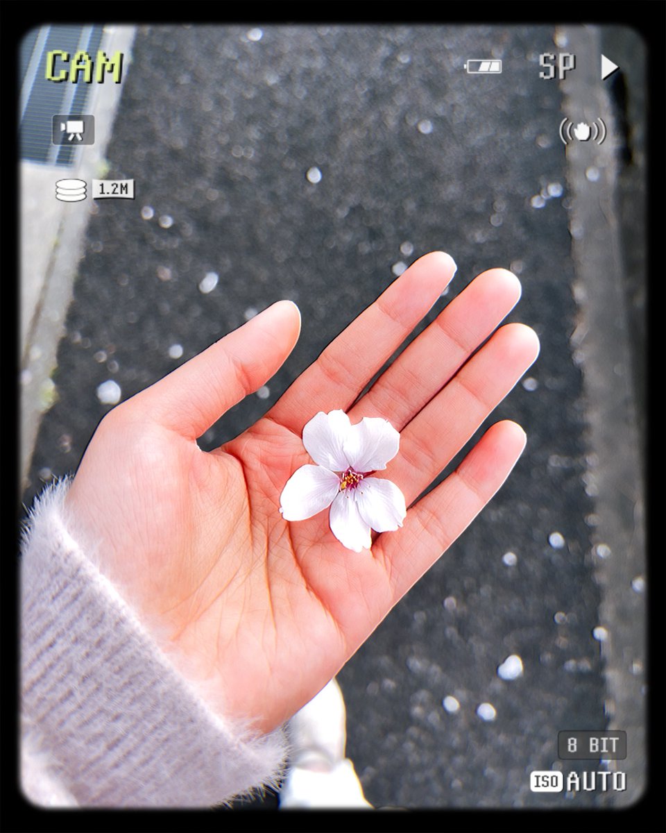 Rohマ༉🍁✨ tweet media