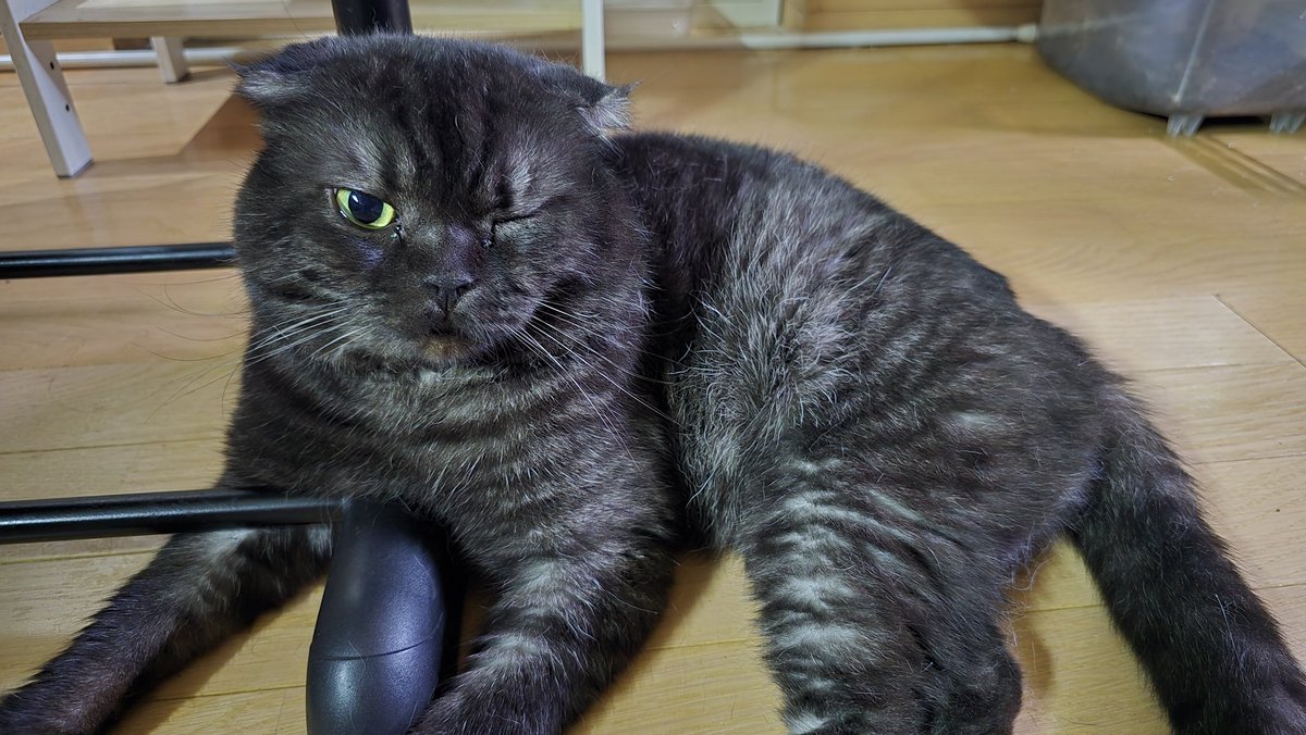 あまやどり tweet media