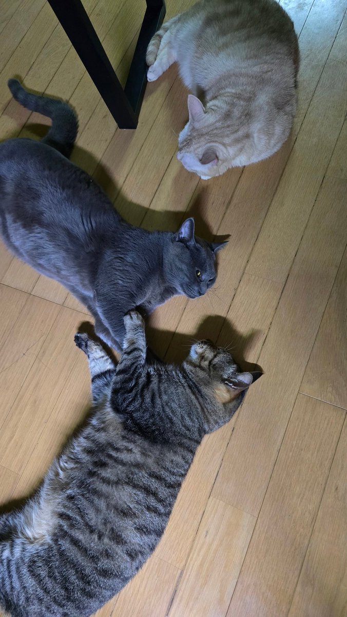 あまやどり tweet media