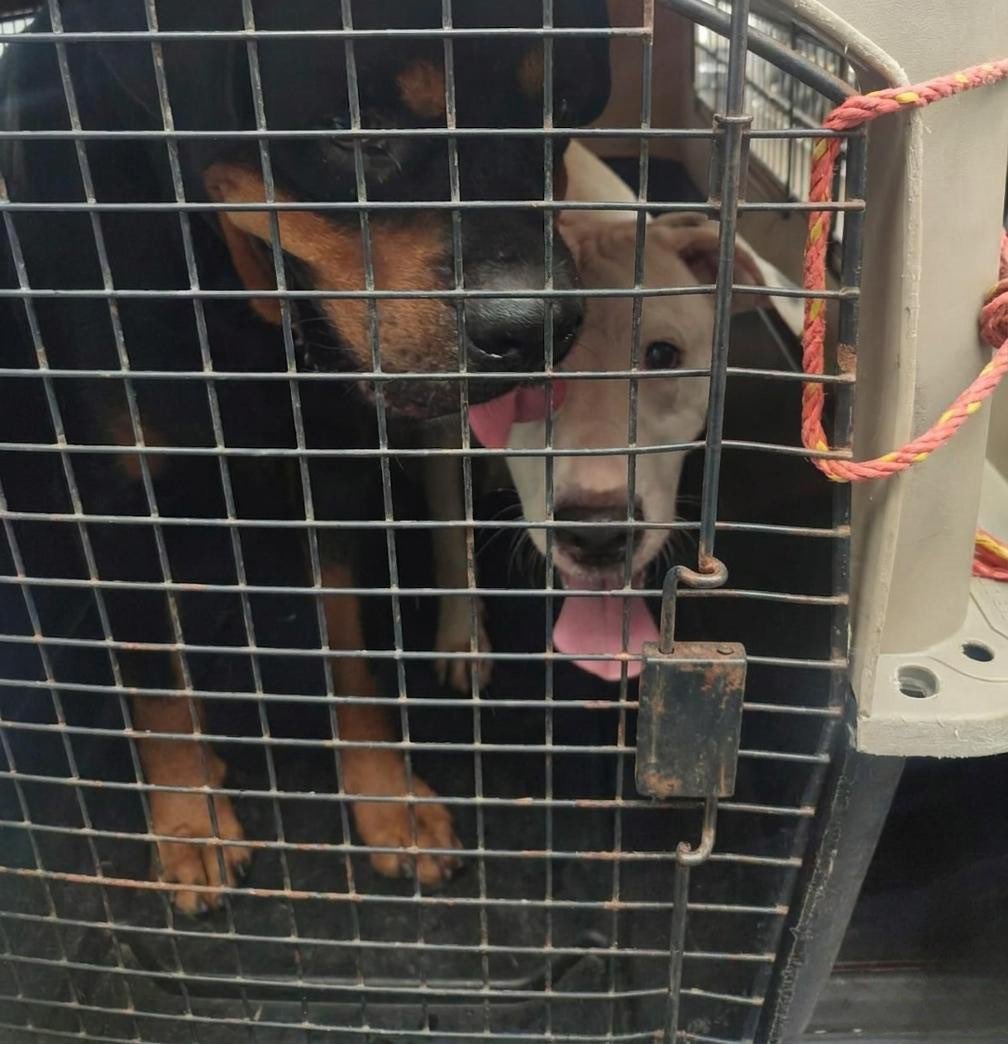 ProAnimal_gye tweet media