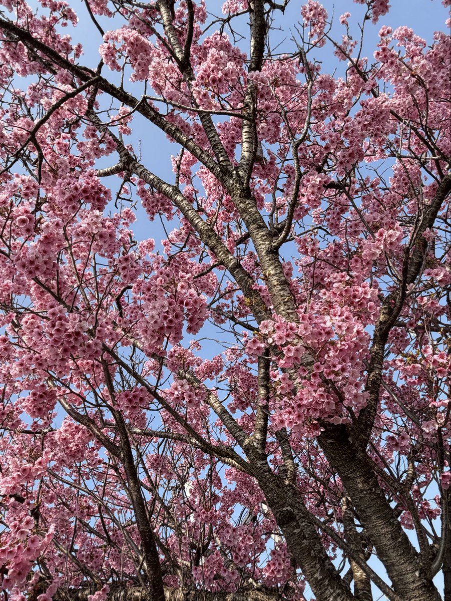 ビールちゃん🍻仙台2/21・高松3/11.12・Seoul6/20・横浜7/14👑🐃 tweet media