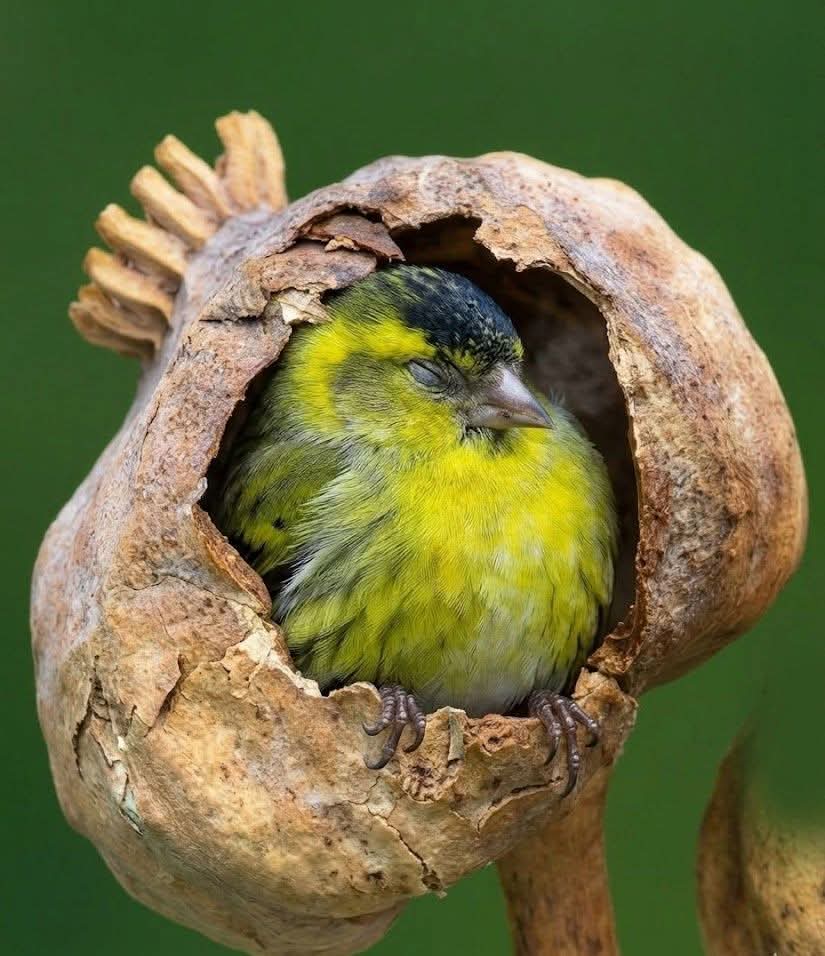 اللهجة السودانية Sudanese Dialect tweet media