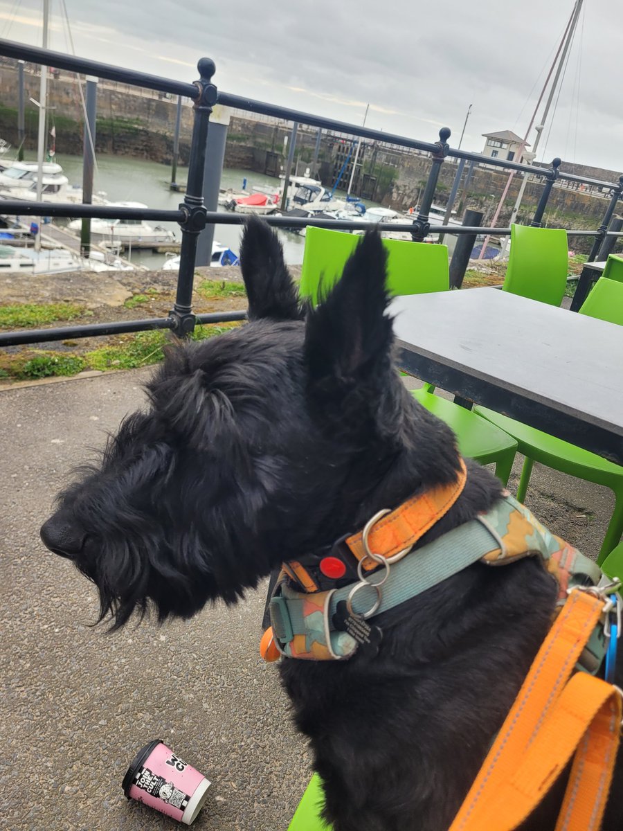 Stephen Djones tweet media