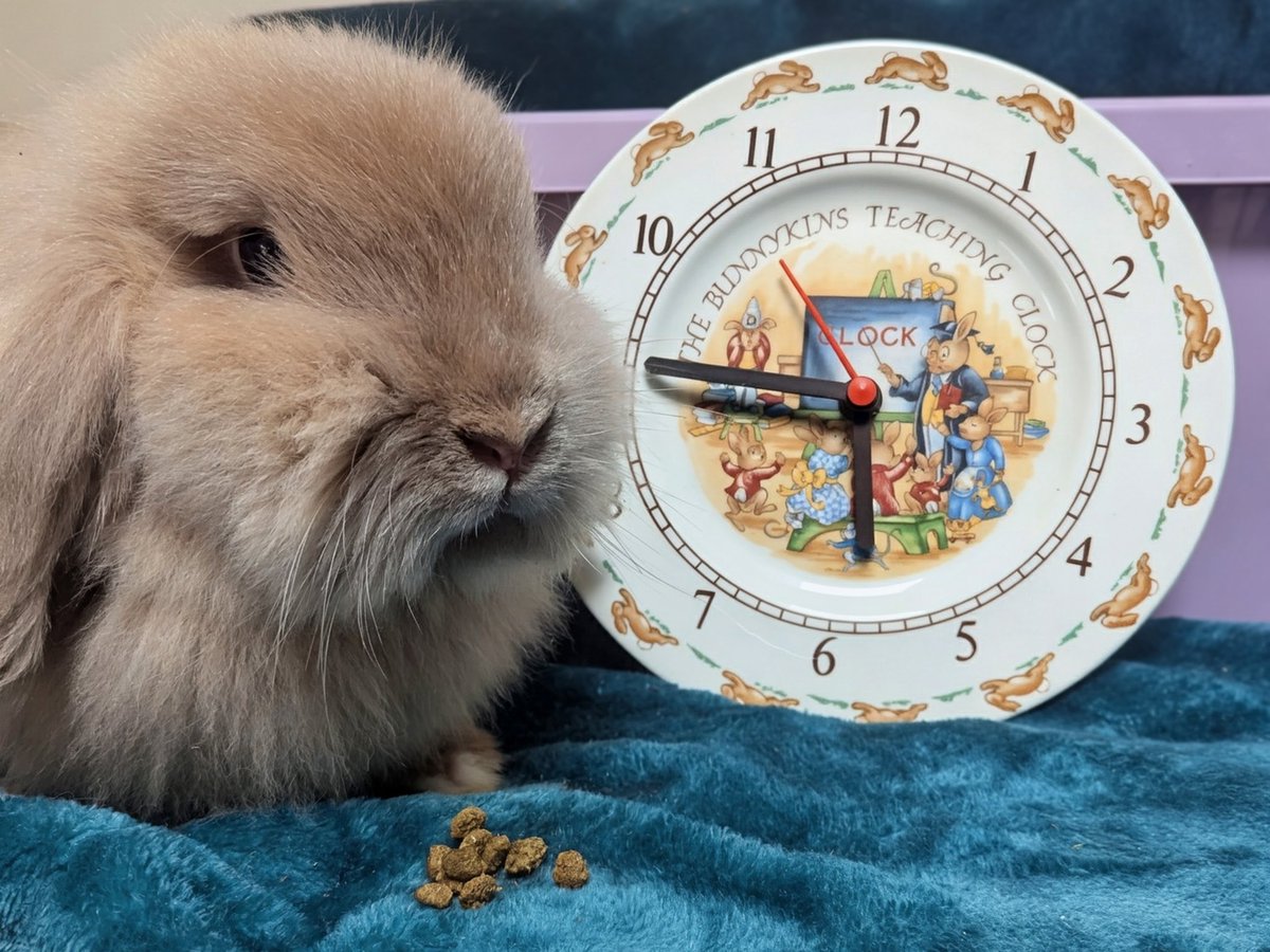 Only Fawns tweet media