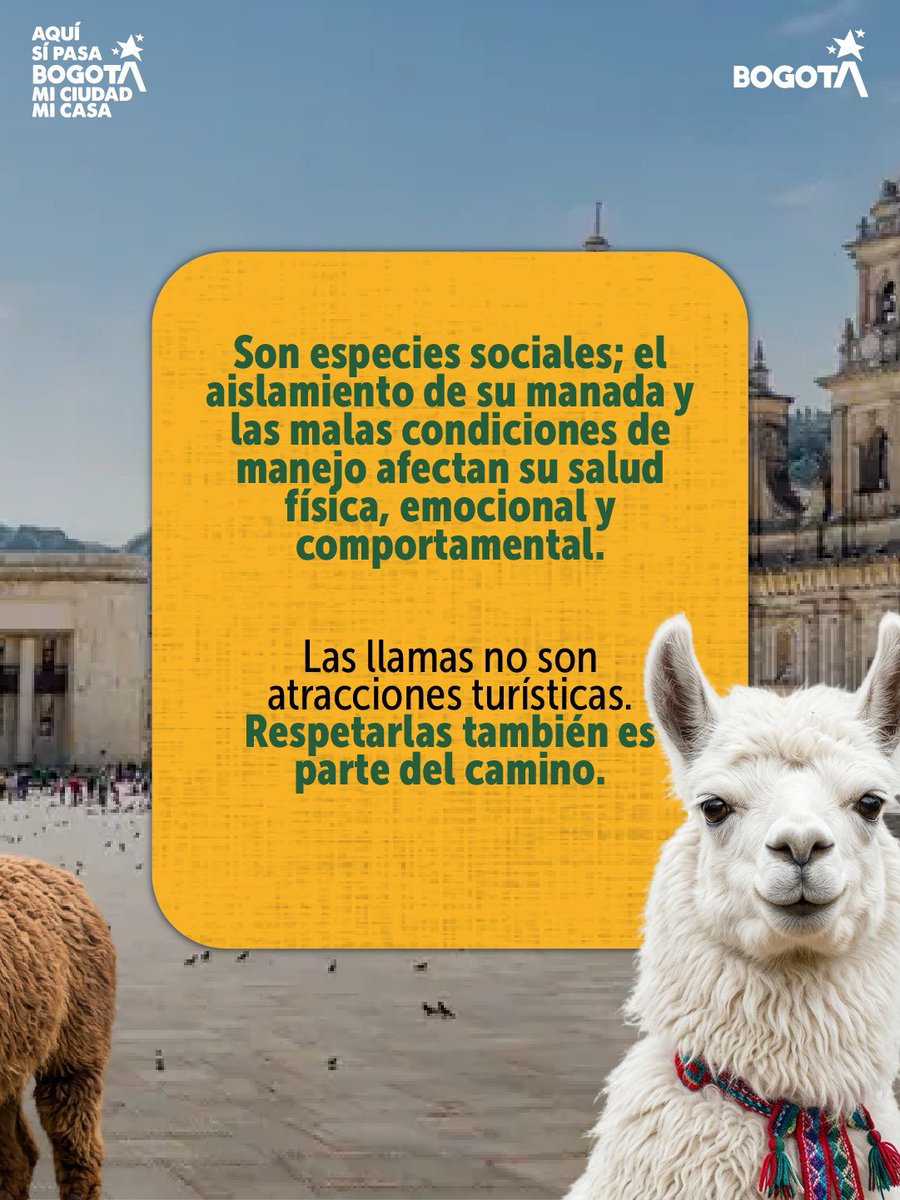 Protección Animal Bogotá tweet media