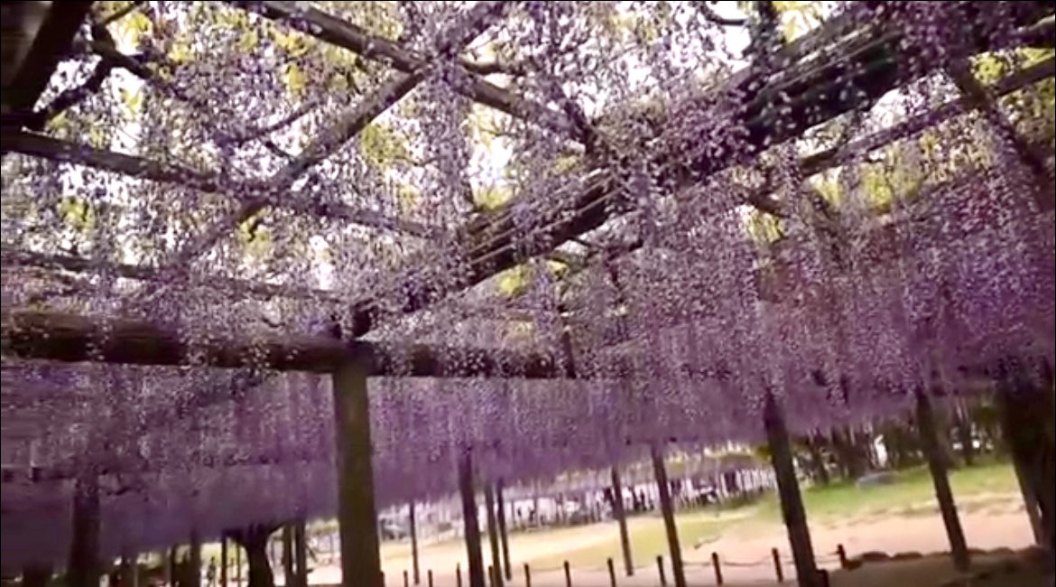 こむぎ🌰 tweet media