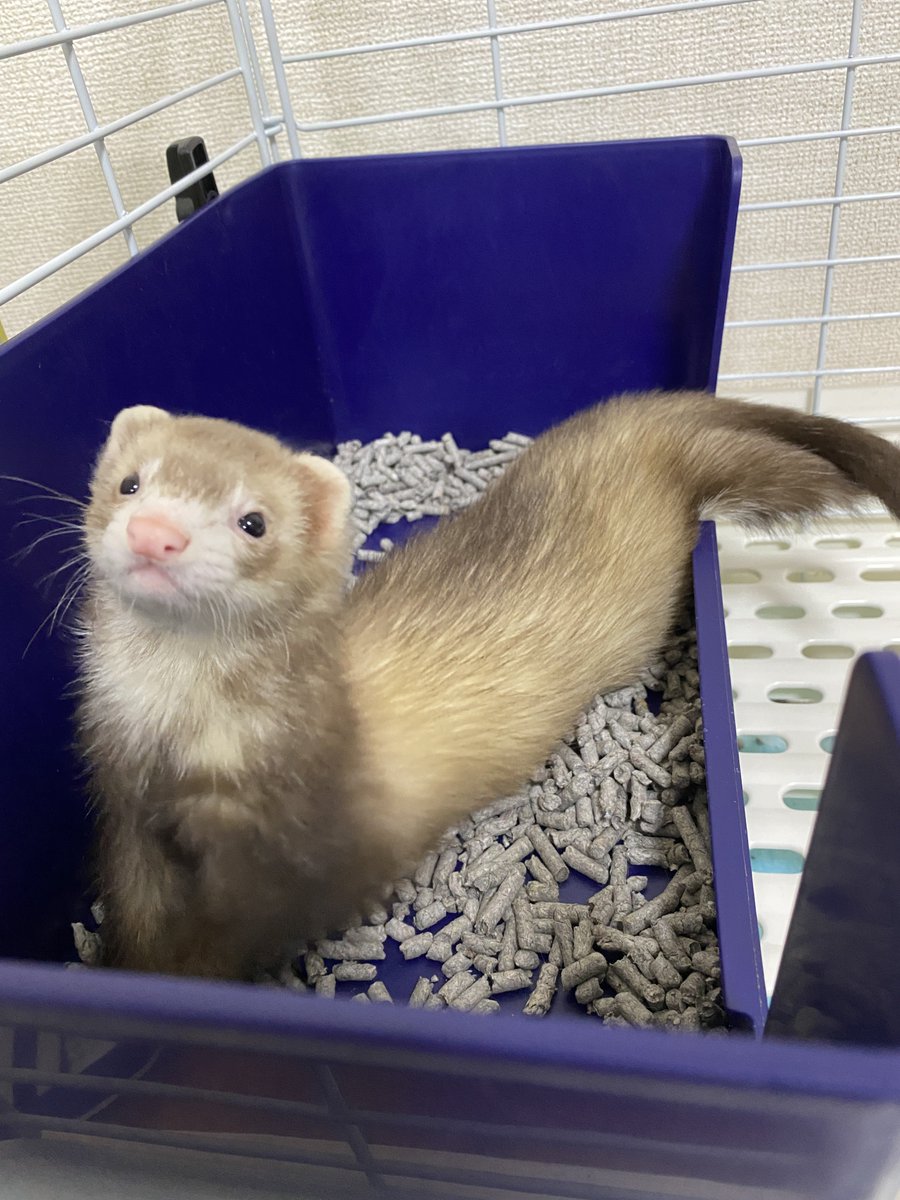 フェレットのちゃーちゃん🦦 tweet media