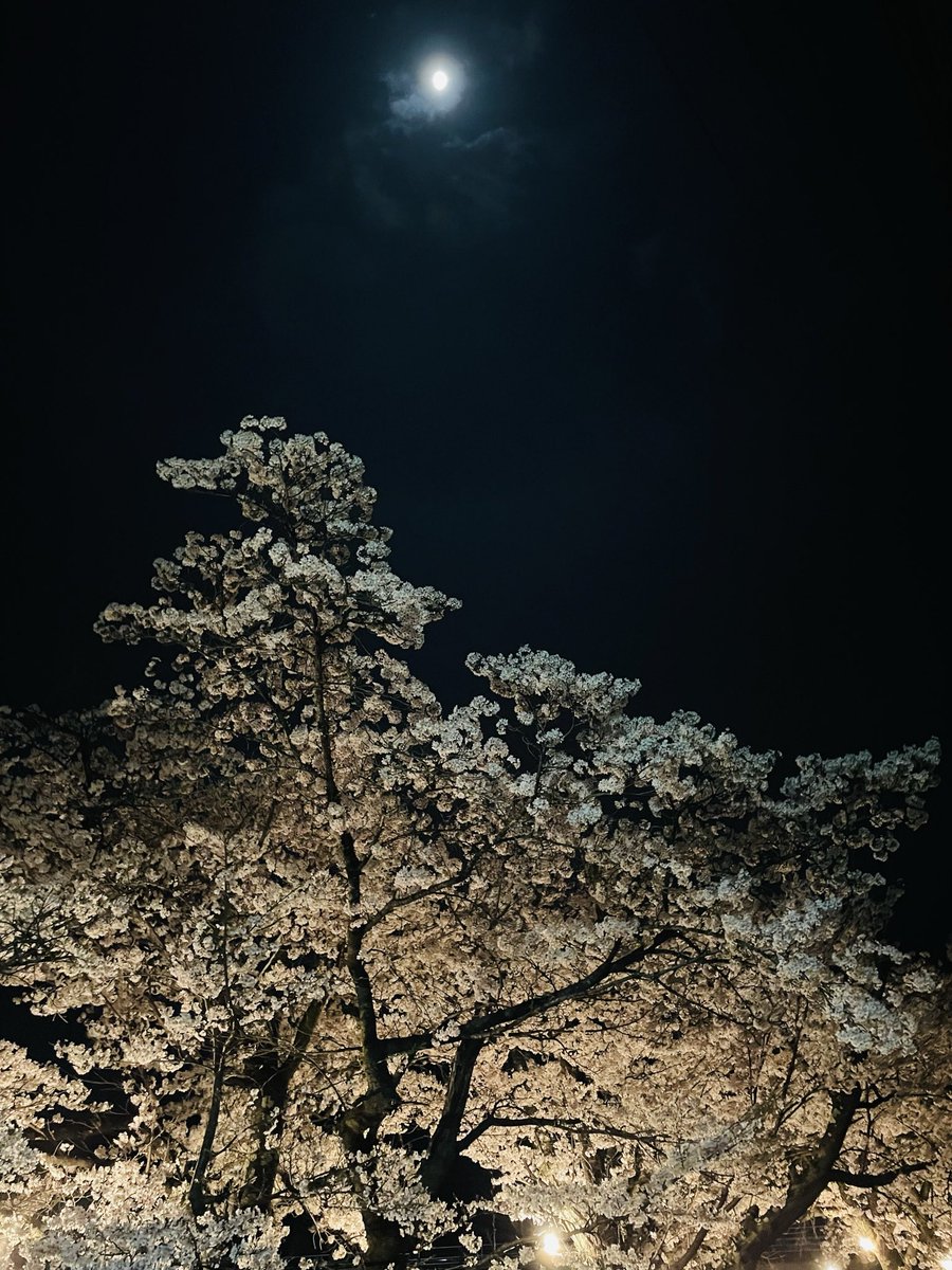 PuddingToofu tweet media