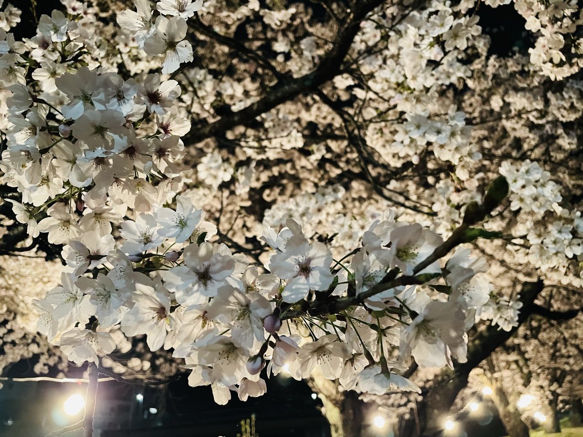 PuddingToofu tweet media