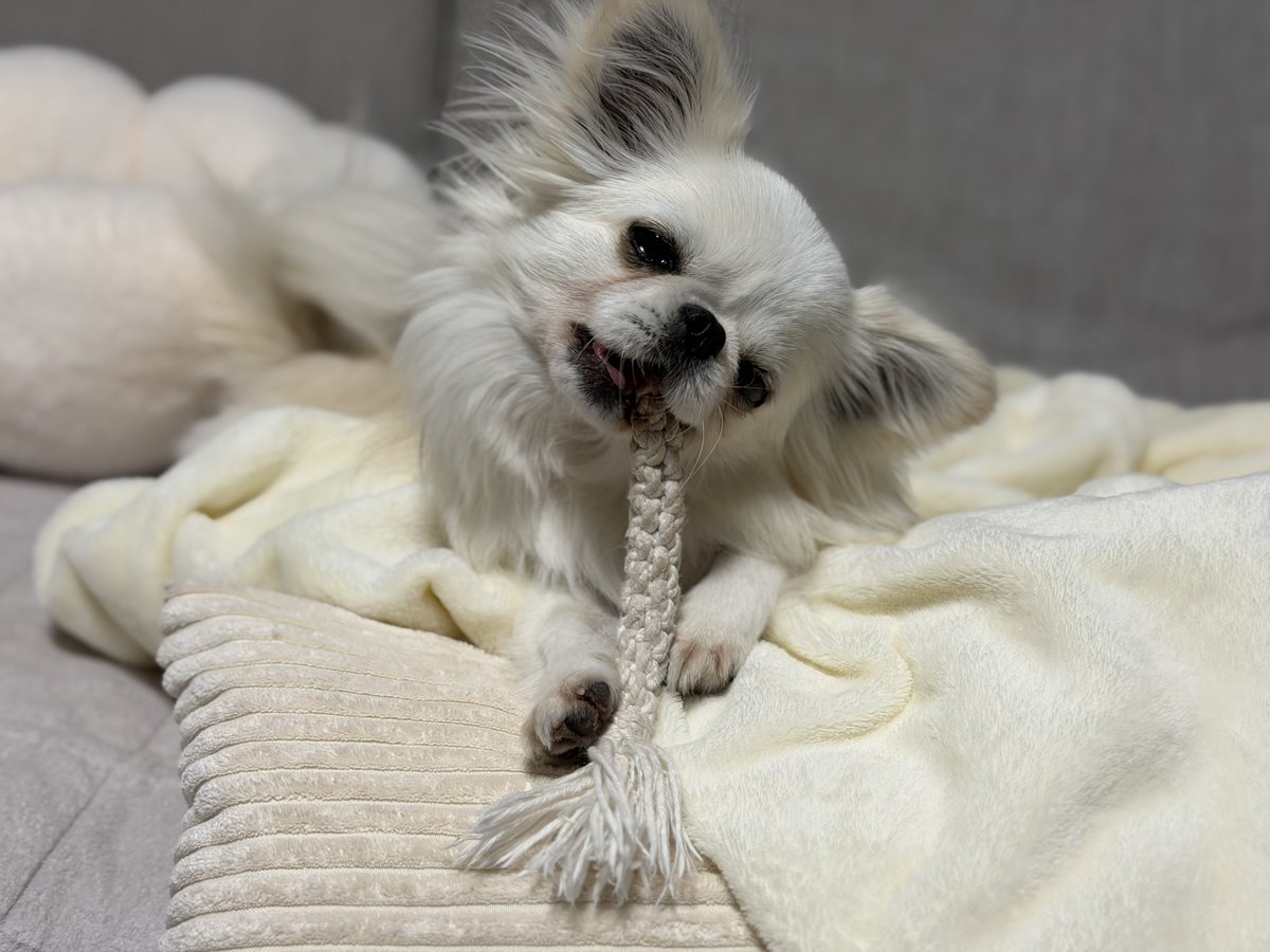 鼻ぺちゃこあちゃん tweet media