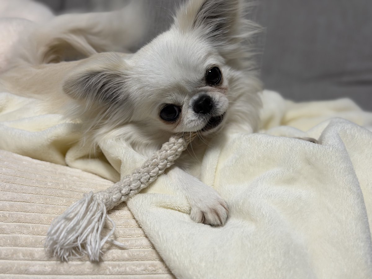 鼻ぺちゃこあちゃん tweet media