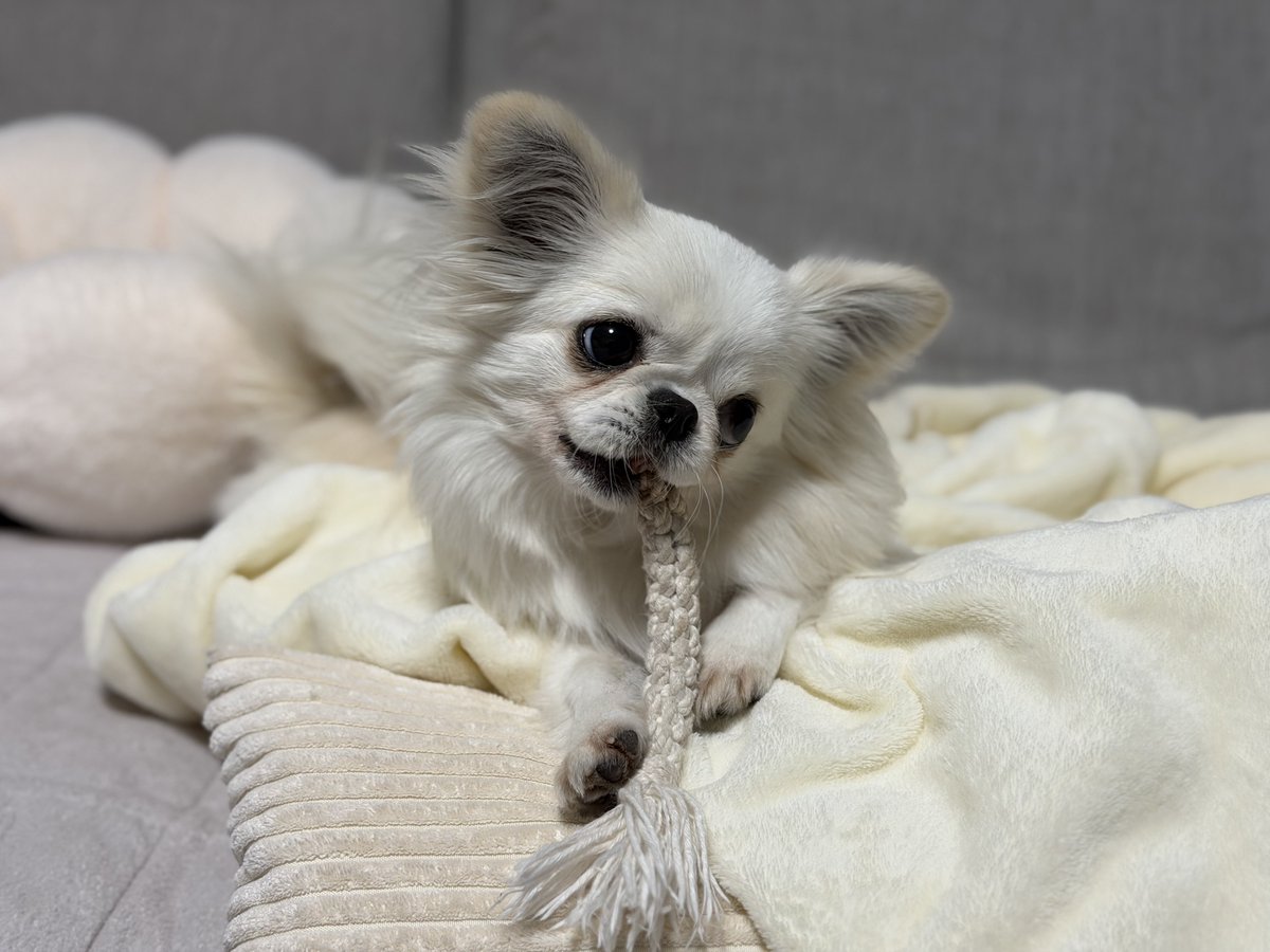 鼻ぺちゃこあちゃん tweet media