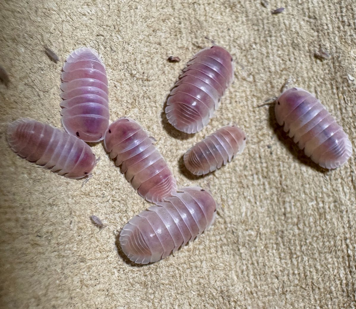 Gecko Cafe Buzzoo.ʕ•̫͡•ʔ♬✧ tweet media