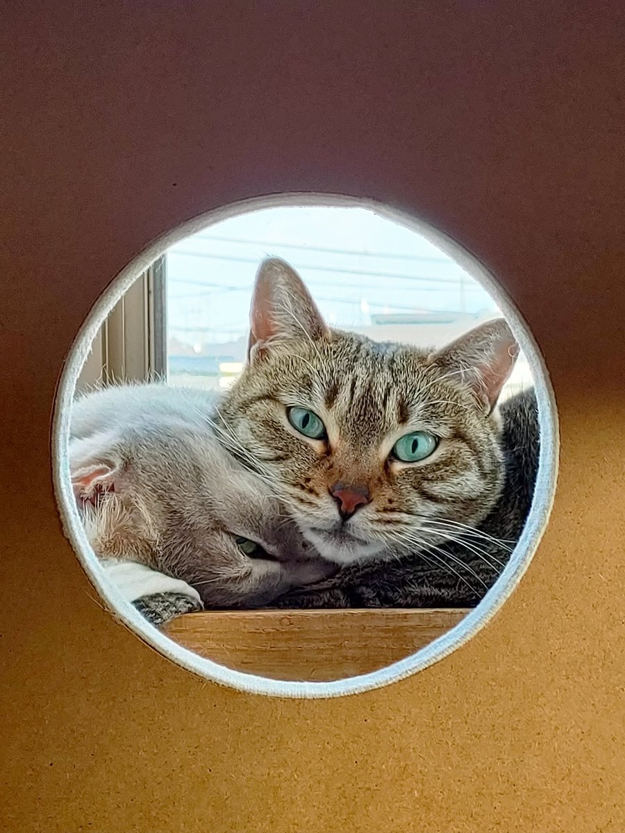 needlework tweet media